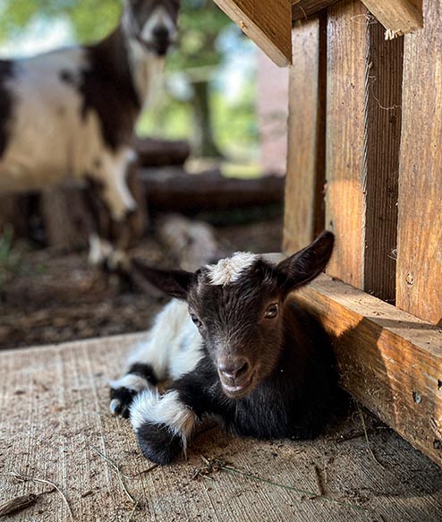 a photo of our baby goat