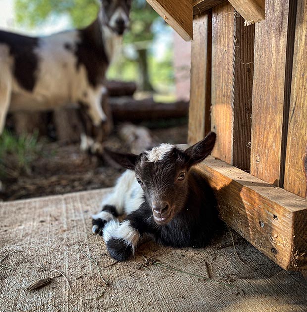 One of our baby goats