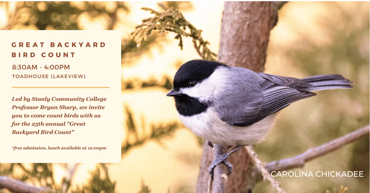A chickadee bird on a tree branch