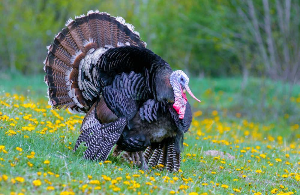 This Thanksgiving, ask your family where the turkey came from