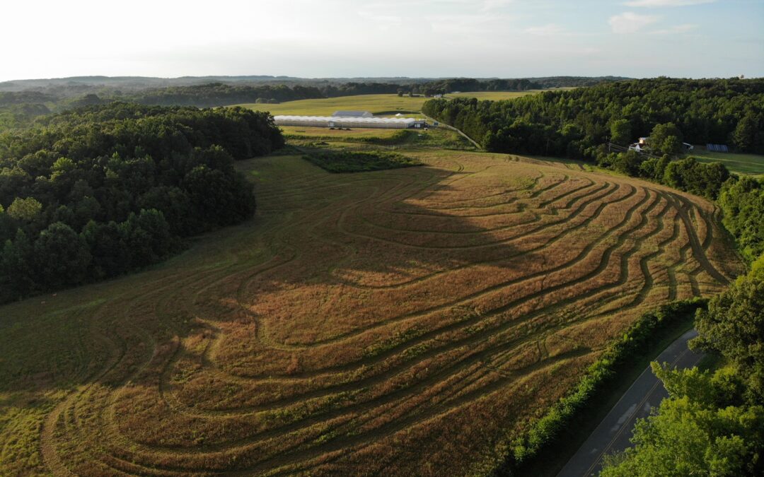 Beginning a 100 year food forest: The regeneration of West Hinson pasture