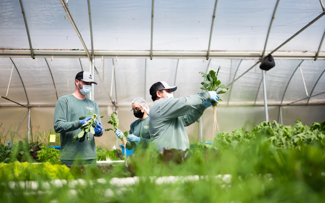 With the best intentions, we fell victim to monoculture aquaponics.