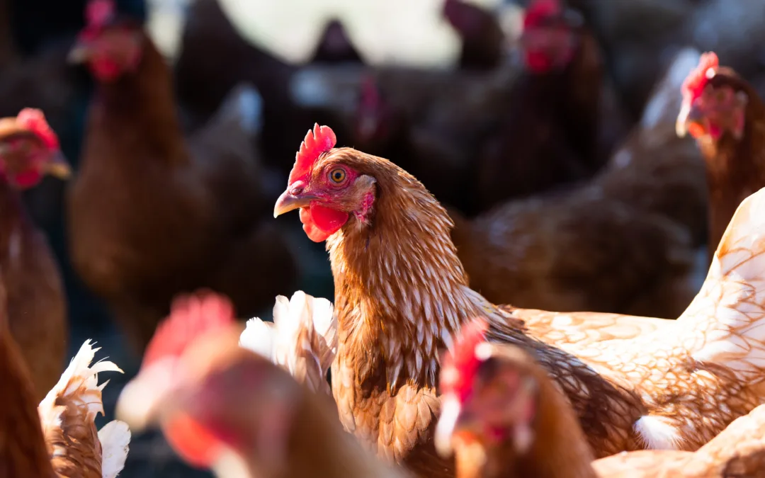 The hardest workers on our farm are living well, dreaming big, and laying eggs.