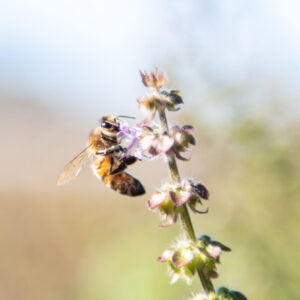 Bee pollination on flower