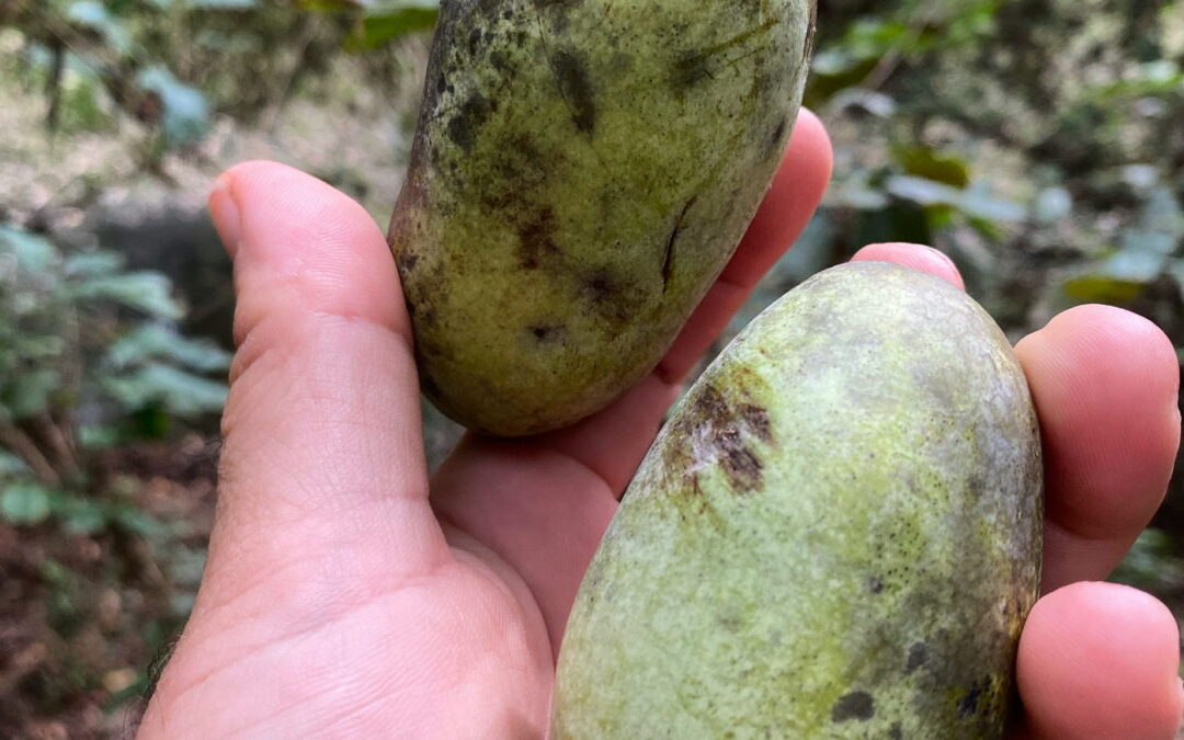 The forgotten fruit: How N.C. farmers and businesses are reintroducing folks to pawpaws