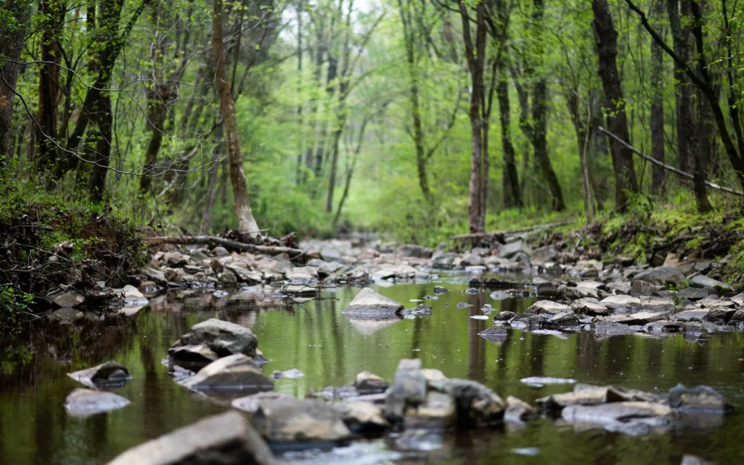 Introducing Forest Bathing at Juneberry Ridge