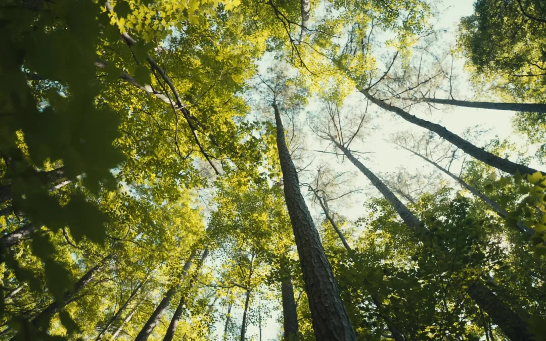 Individuals invited to ‘forest bathing’ at Juneberry Ridge By Stanly News & Press