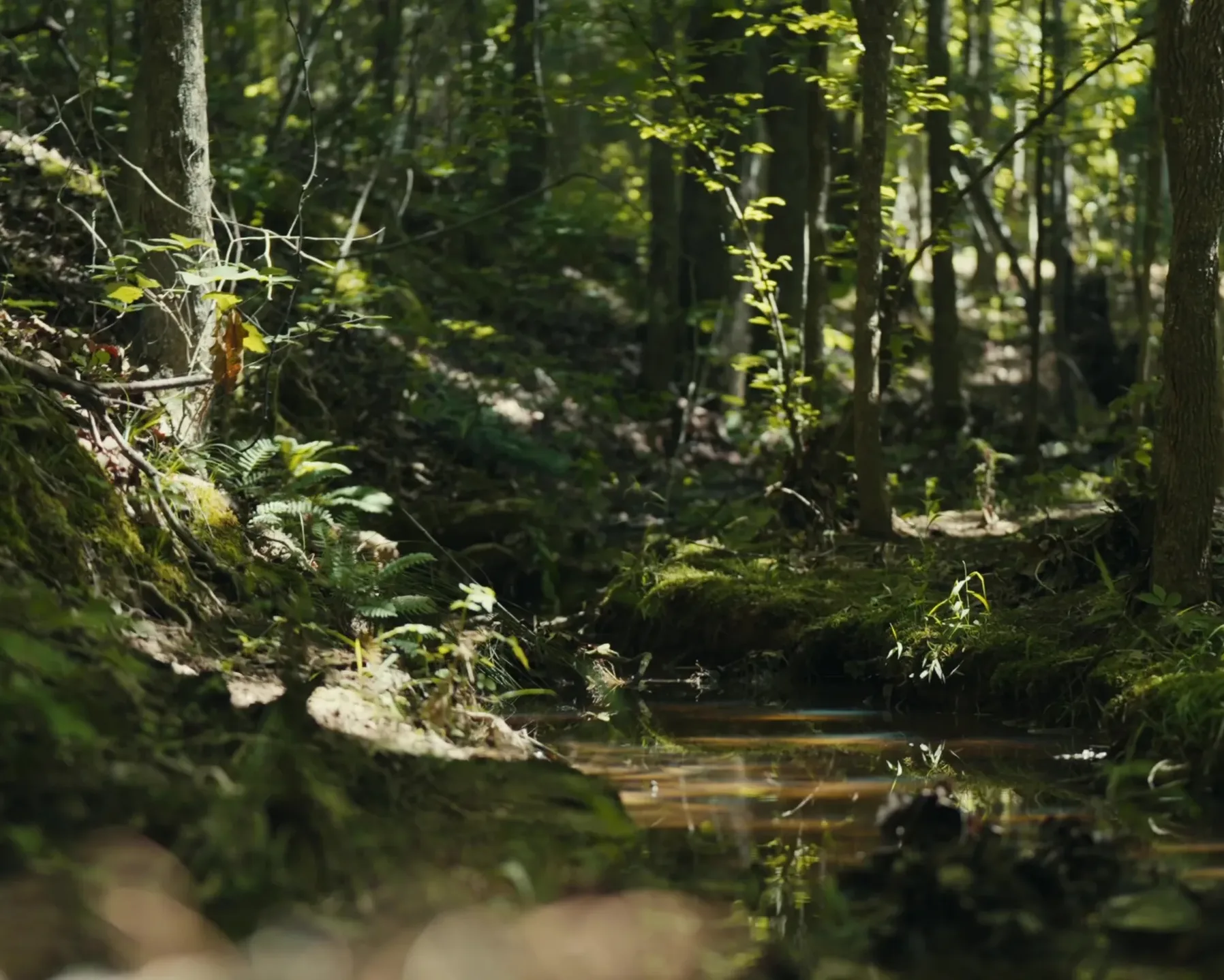 Forest_Bathing_6